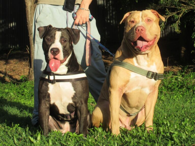 Bu and Kala